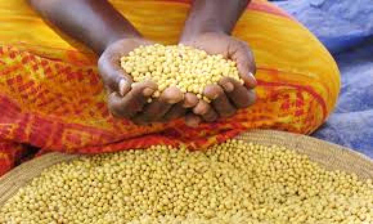 Soya bean from Uganda